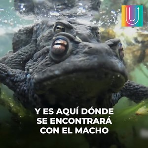 El ciclo de vida de las ranas es uno de los más asombrosos del mundo animal. En cuestión de semanas, pasan de ser diminutos huevitos acuáticos a sapos terrestres listos para explorar la vida terrestre. Será la hembra con su peculiar canto quien comenzará este increíble proceso... | Héroes