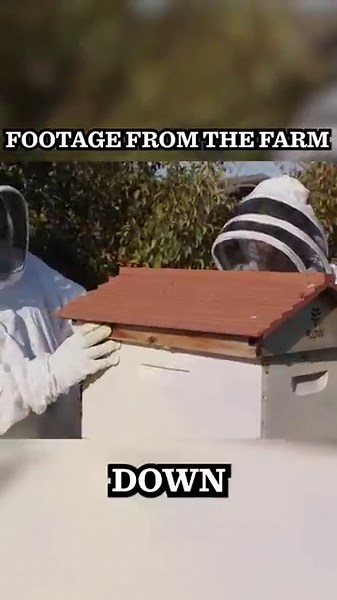 Pol Farm Beekeeping Hack! Beth Outsmarts the Hive 🐝📋#drpol #farmlife