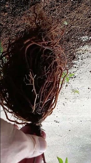 クレマチス植え替え②