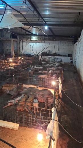 ¿Al cuanto tiempo se puede consumir la carne de un verraco castrado?🐖🐖🤔🍽 | Granja San Lucas
