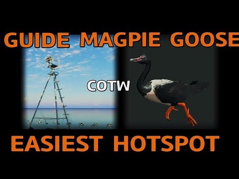 the hunter COTW MAGPIE GOOSE EASIEST HOTSPOT GUIDE ,Emerald Coast Australia Magpie best ocation