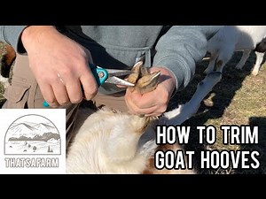 How To Trim Goat Hooves (Complete Guide)