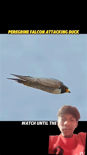 Other Birds Attack... But This Falcon Attack Is on Another Level!8