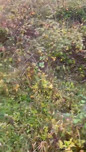 J gumble rabbit control on Reels