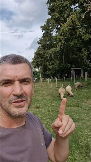 Minimum Age to Breed a Sheep