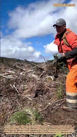 Efforts de reboisement : plantation de jeunes conifères en terrain montagneux