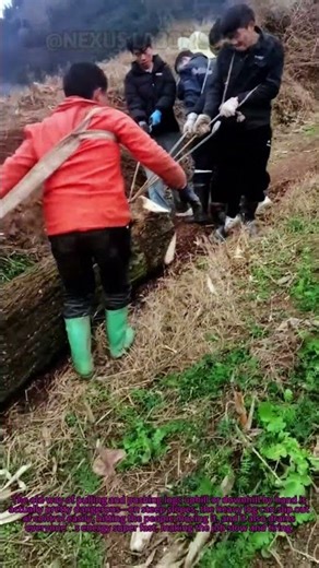 Old Log-Carrying Way Is Risky! Try This Safer Slope Hack #RuralWorkSafety #LogMovingTips