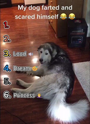 Dogs Scared of Their Own Farts 😱 — The Ultimate Ranking