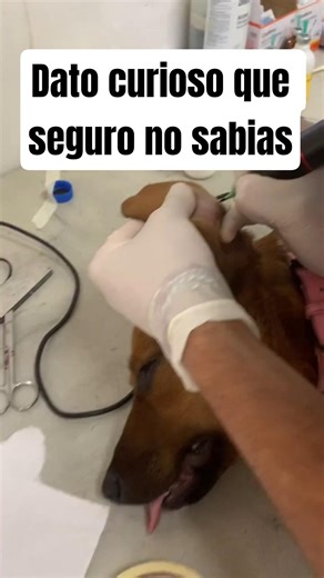 ​¿Qué significa la "E" en la oreja de un perro? 🧐🐕 #Veterinaria #Shorts #saludanimal #fypyoutube