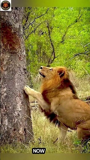 Lion Chases Tiger Up The Tree — Real Wild Footage #animalfight #wildanimals #lionattack #wildlife