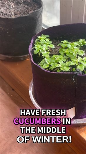 Kitchen Minis vegetables & herbs are your ticket to homegrown flavor! If you’ve ever thought growing your own food sounded great but felt unrealistic, this is your sign. Kitchen Minis are bred for small spaces on purpose, so a 1-Gallon Smart Pot isn’t a compromise, it’s the right tool. Carrie’s been growing these for years, including a tomato that keeps producing right in her kitchen, ready whenever she needs it. Sow them in a 1-Gallon Smart Pot, set them by a sunny window or under a small grow 