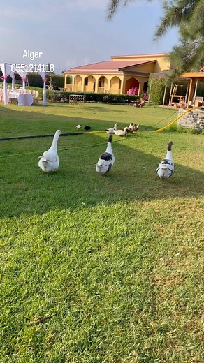 🌸 Happy birthday @saliha_cherdoud Alger 0551214118 Ferdjioua 0661937763 #anniversaire #luxe #birthday | Dècoration Luxe Ferdjioua