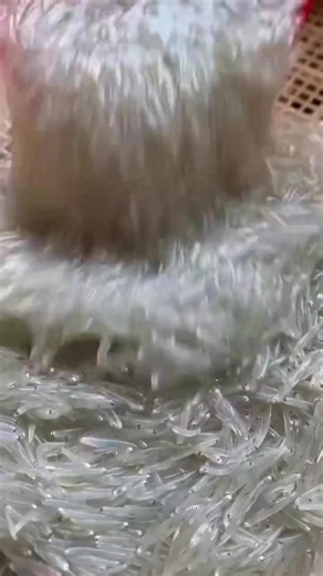 Discover the Fascinating Silverfish: A Delicate Freshwater Creature