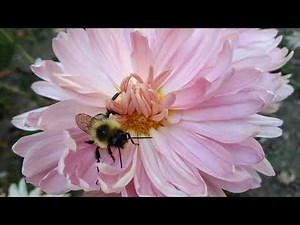 A big fuzzy bee came to visit me! #bees #bee #holding #nature #honeybees #wildbee #insect #bumblebee