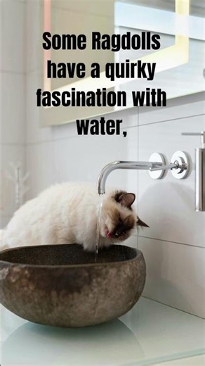 Ragdoll Cats: The Gentle Giants of the Cat World