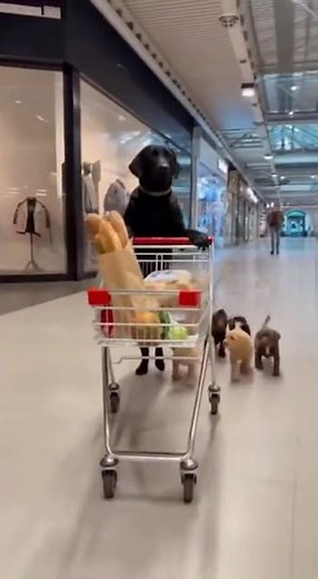 The Daily Life Of My Sweet Dog #labradorretriever #funny #ytshorts #sora2