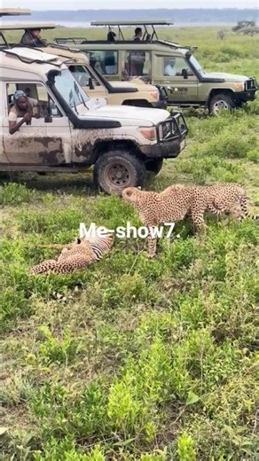 3 cheetahs killed baby zebra..#camping #animals #adventure #cheetahs