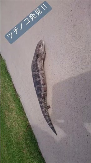 #つちのこ #Australia #アオジタトカゲ #思い出