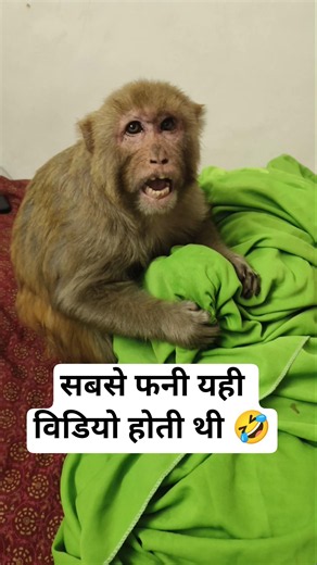 मंकी रानी की सबसे फनी वीडियो कौन सी होती थी 🤣।। #youtubeshorts #shorts #ranivlogrbl #akashrbl783