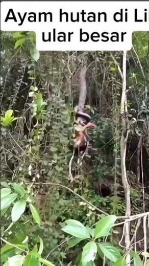 ayam hutan Kalimantan di Lilit raja ular piton Kalimantan