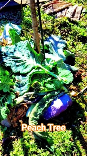 The Peach Tree #tnog #growyourownfood #gardening #brassicas #fruittrees