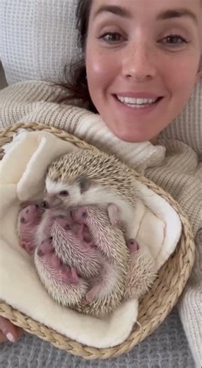 The tiniest family moment 🦔💓Rate it 1–10 if this is too cute! #Hedgehog
