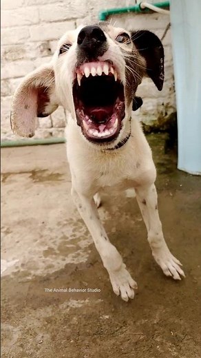 😡 Aggressive Puppy Sound | Real Angry Puppy Reaction | The Animal Behaviour Studio