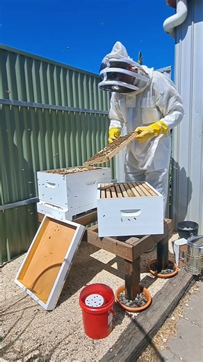1st hive inspection 2026 #backyardbeekeeping #beekeepinglife #firsthive #honeybee