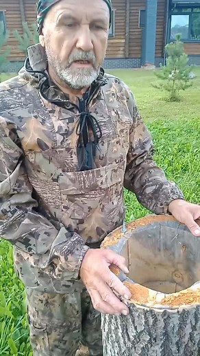 Разведение пчёл в колодах: технологии и опыт пчеловода