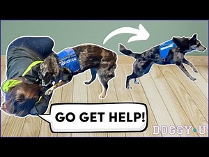 Service Dog Task Training: "Go Get Help!" (for Medical Response & Psychiatric Service Dogs)