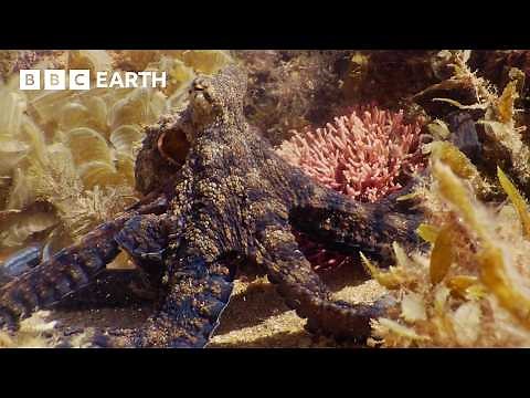 3 Hours of Life Beneath the Waves | BBC Earth