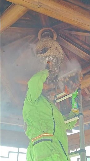 #gianthornets #hornetnestremoval #bee