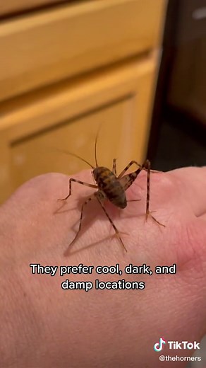 How High Can Crickets Jump? Understanding Insect Height