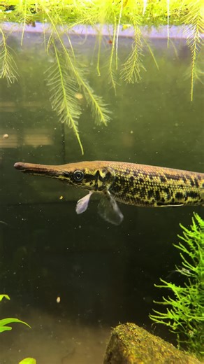 the gar is officially 8 inches 🫣#floatingplant #fishtank #fishing #gar #fyp