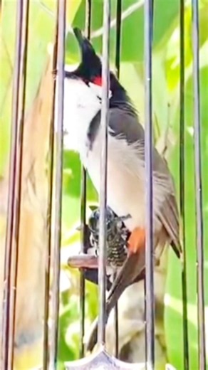 💎Bird Singing🥰 #เสียงร้องนกกรงหัวจุก #chàomàohót #คนรักนกแดนสะตอ