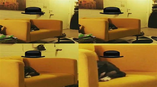 Dog Tries Hat Filter and Can’t Believe Its Look