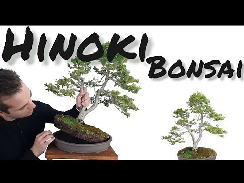 Hinoki cypress Bonsai: Master the Art of Repotting for a Stunning Tree