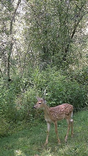 The sounds white-tailed deer make #deer #shorts