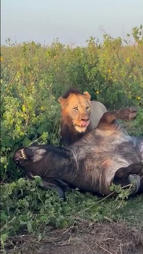 Lion dragging a buffalo carcass