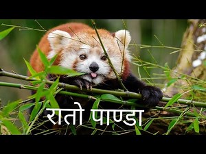 Red panda eating bamboo.