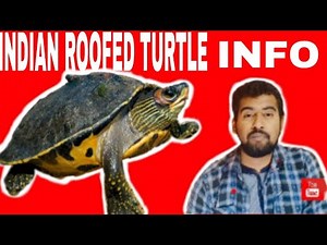 India roofed Turtle Information & Care