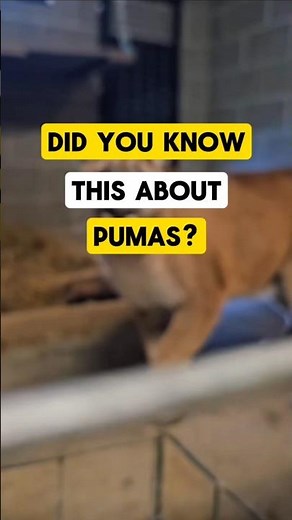 Fun Facts about puma #puma #panther #cat