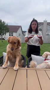 Taste testing with Stella’s cousin today. #dogsoftiktok #food #dog #shihtzu #tasty | That dogstella