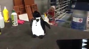 Mr Tux checking himself out. 󾌱 Let us remodel your kitchen and stand out from your neighbors. Only Tux Lux can give you a gloss mirror finish this perfect!" Call us 1800 889 589 Or visit us at www.tuxlux.net | TuxLux