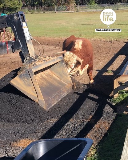 Someone give this bull a raise! 🥺🐮 | Lessons Learned In Life