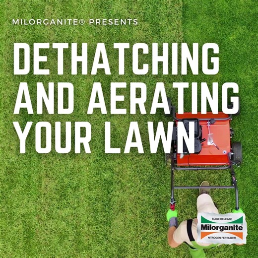 Discover the secrets of dethatching and aeration to unlock your lawn's full potential! 💪✨ Let's breathe new life into your lawn and watch it thrive! 🌿💚 #LawnCare101 #GreenThumb https://www.milorganite.com/blog/Lawn/dethatching-and-aerating | Milorganite Fertilizer