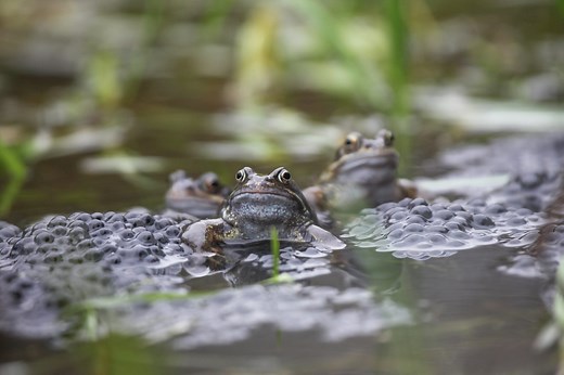 When do frogs spawn? Here's how to spot them in the UK