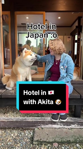 Experience Japanese Akita Inu at Enishi Guesthouse
