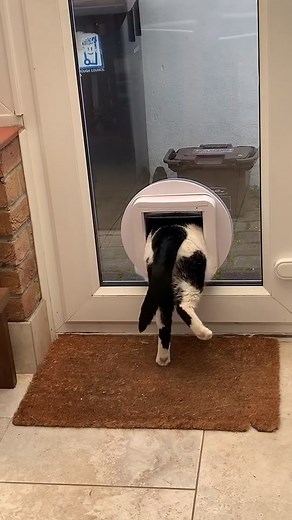imagine getting stuck every time you use a cat flap because your so fat #obese #foryoupage #foryou #fyp #cat