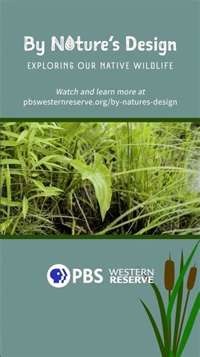How Native Plants Protect Our Wetlands